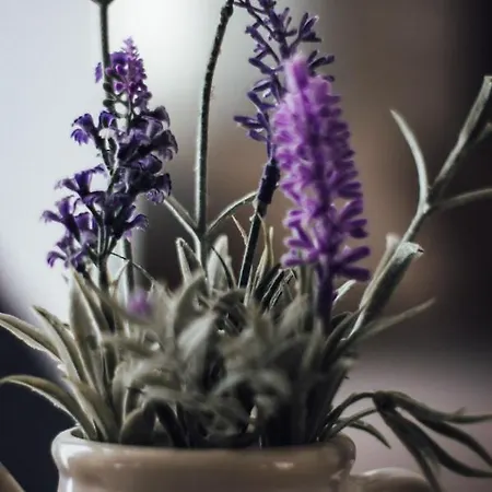 Casa Lavenda بلوفديف