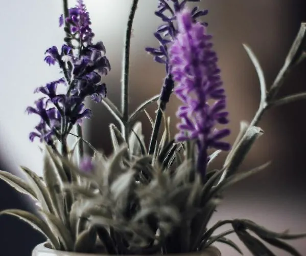 Casa Lavenda Plowdiw